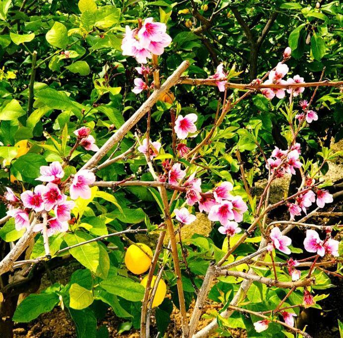 Philoxenia Ferienhaus *